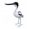 Avocette Élégante