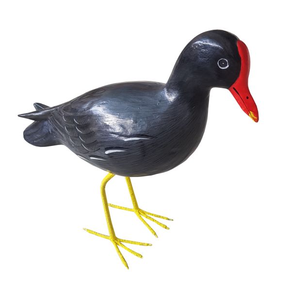 Poule d'eau - Escale Marine