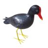Poule d'eau - Escale Marine